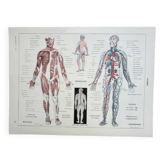 Antique engraving 1928, Man, anatomy, biology, medicine • Lithograph, original illustration