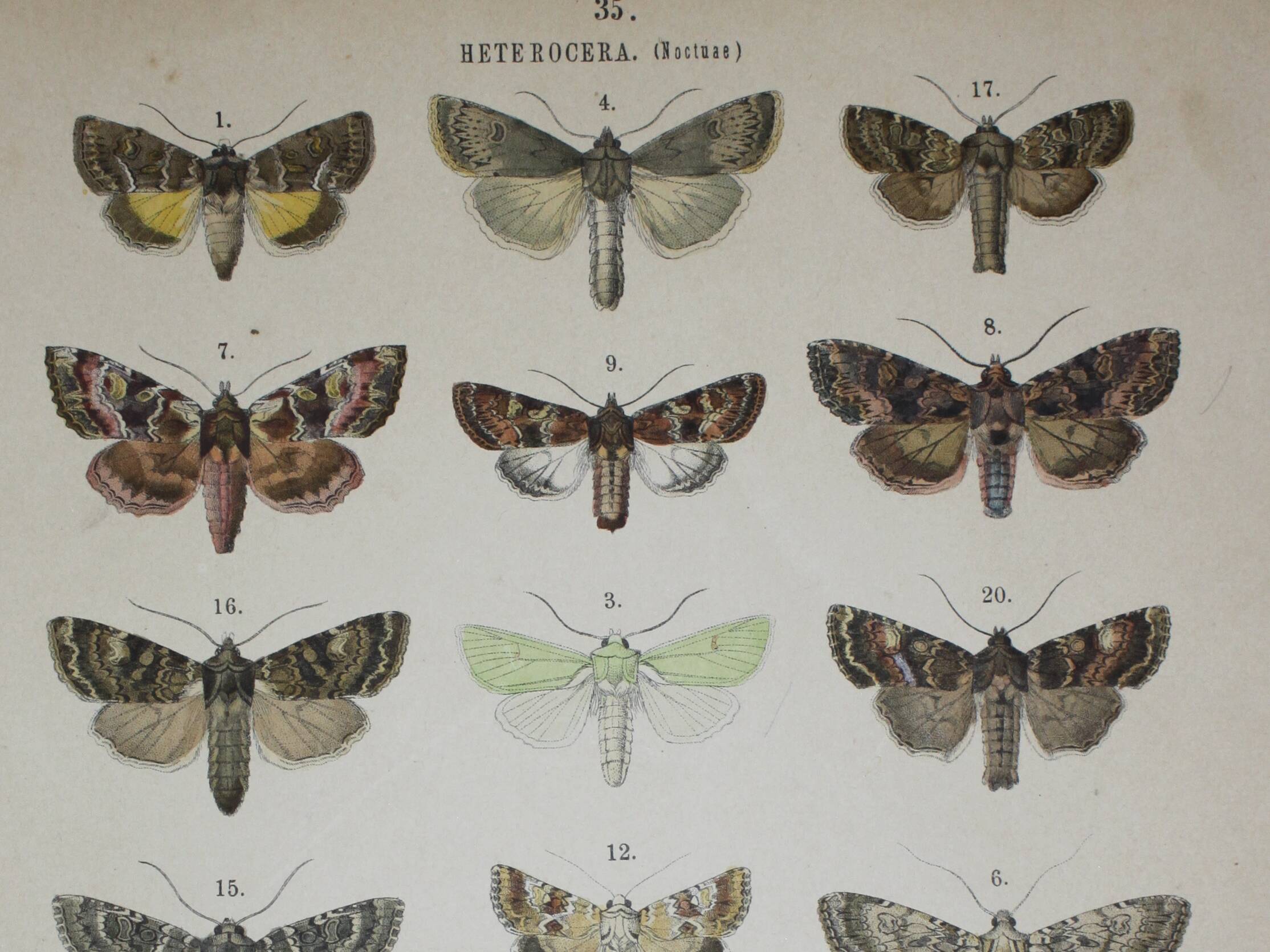 Old engraving of Butterflies - Lithograph from 1887 - Matura - Original illustration