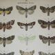 Old engraving of Butterflies - Lithograph from 1887 - Matura - Original illustration