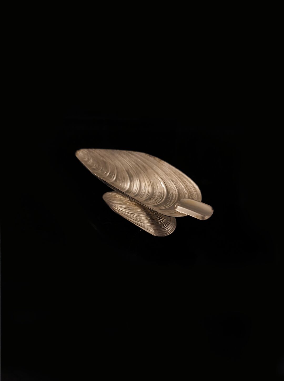 Shell ashtray