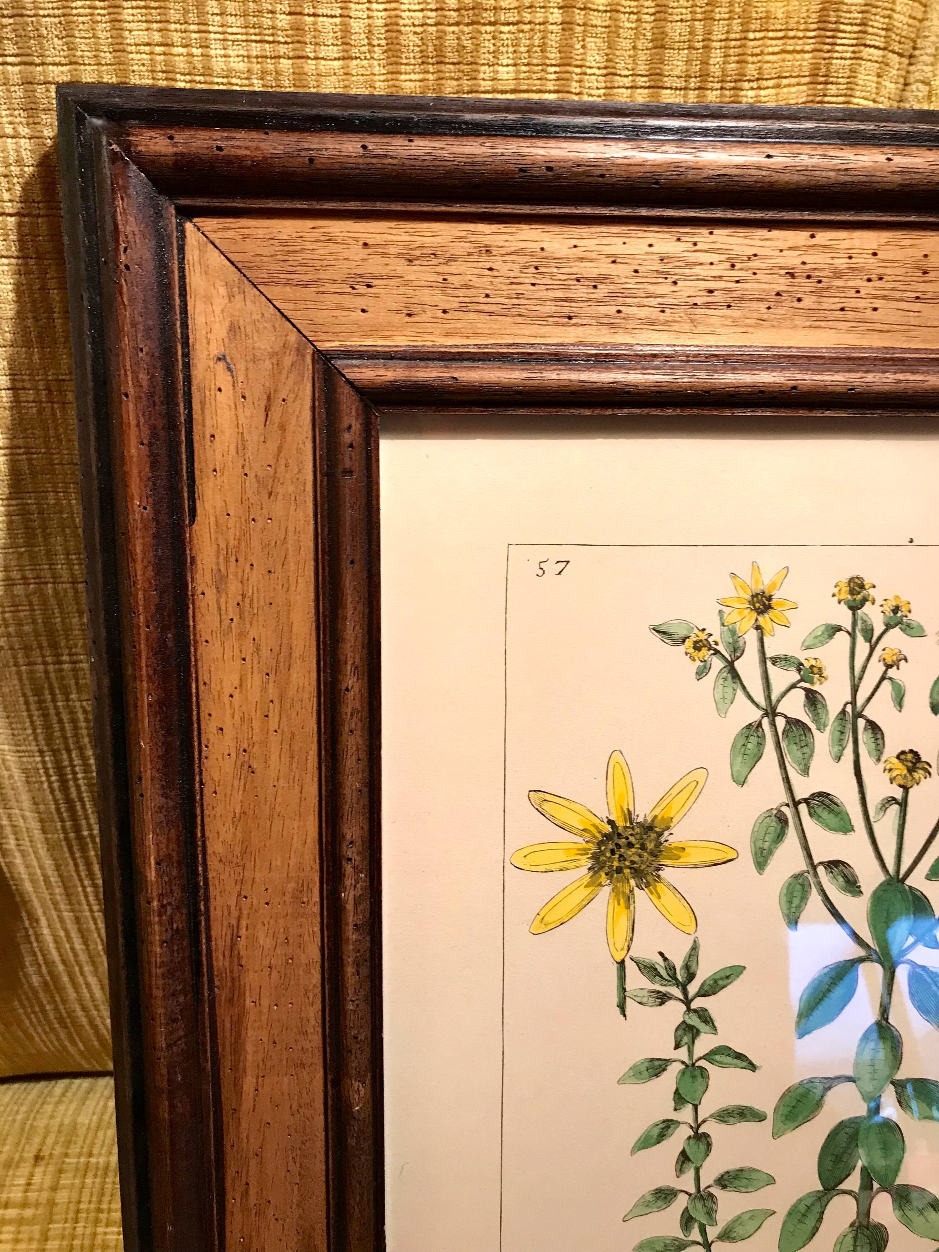 Painting golden yellow flowers wooden frame vintage botanical encyclopedia Lamarck