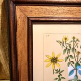 Painting golden yellow flowers wooden frame vintage botanical encyclopedia Lamarck