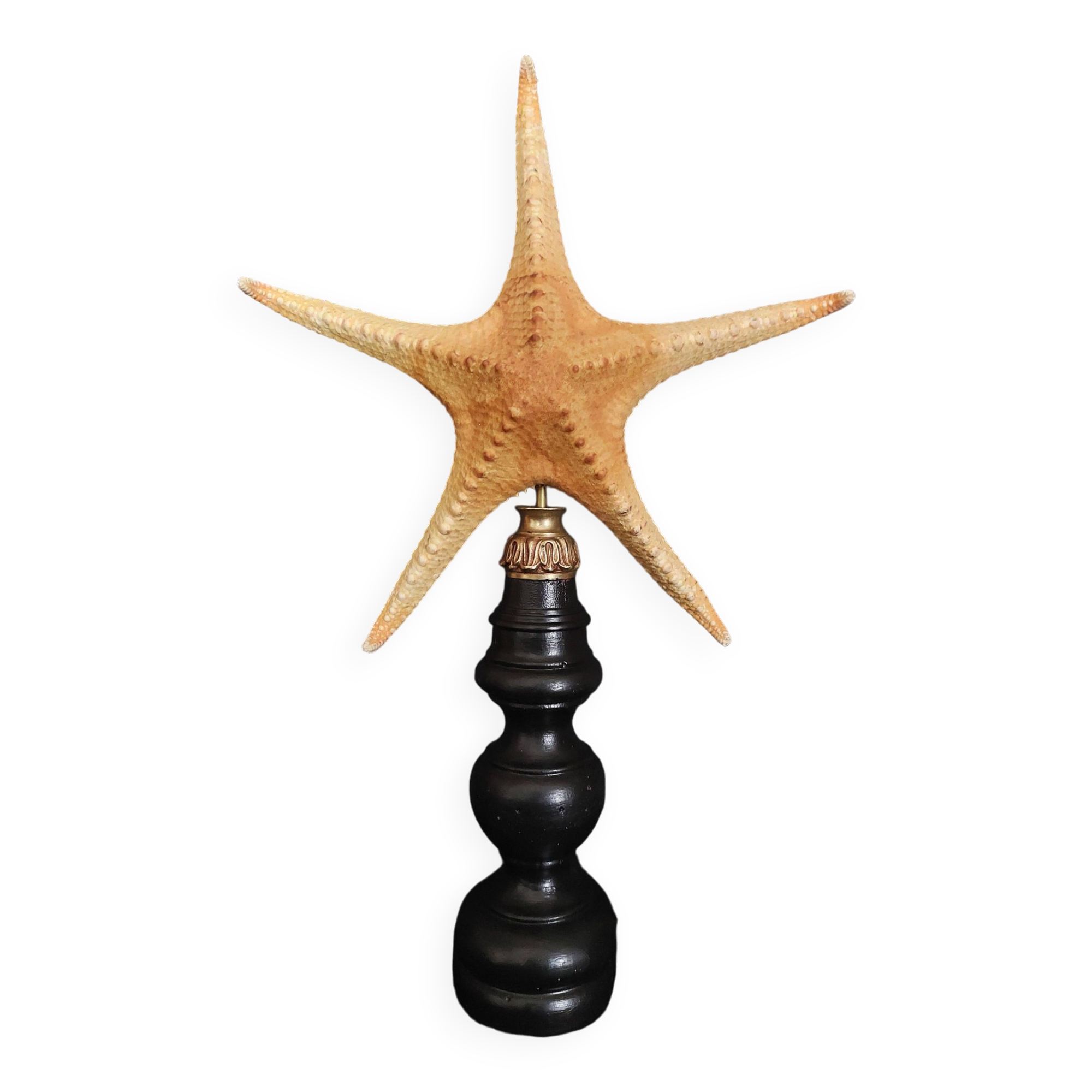 Cabinet of Curiosities starfish poraster superbus on base
