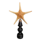 Cabinet of Curiosities starfish poraster superbus on base