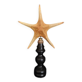 Cabinet of Curiosities starfish poraster superbus on base