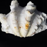Tridacne Bénitier géant xx -ème