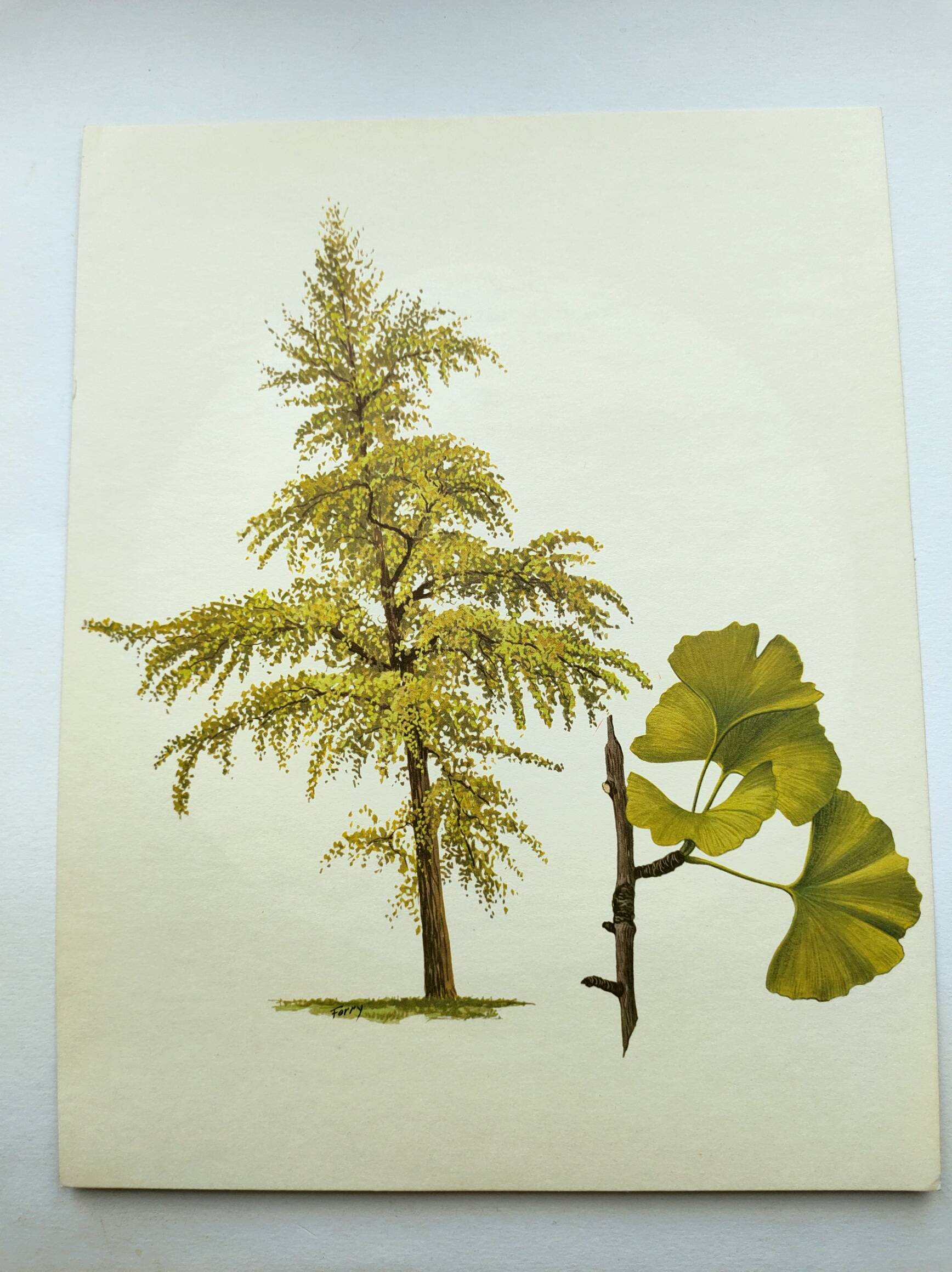 Illustration of the 40-crest tree - Vintage Botanical Nature Plate