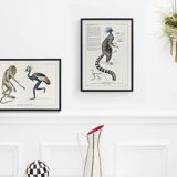 Chimera lithograph animal engraving - the pink flamoulpe