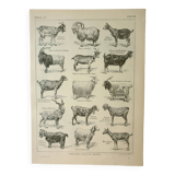 Old engraving 1922, Goats, main breeds, goats, farm • Lithograph, Original plate