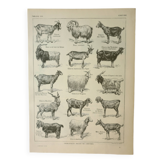 Old engraving 1922, Goats, main breeds, goats, farm • Lithograph, Original plate