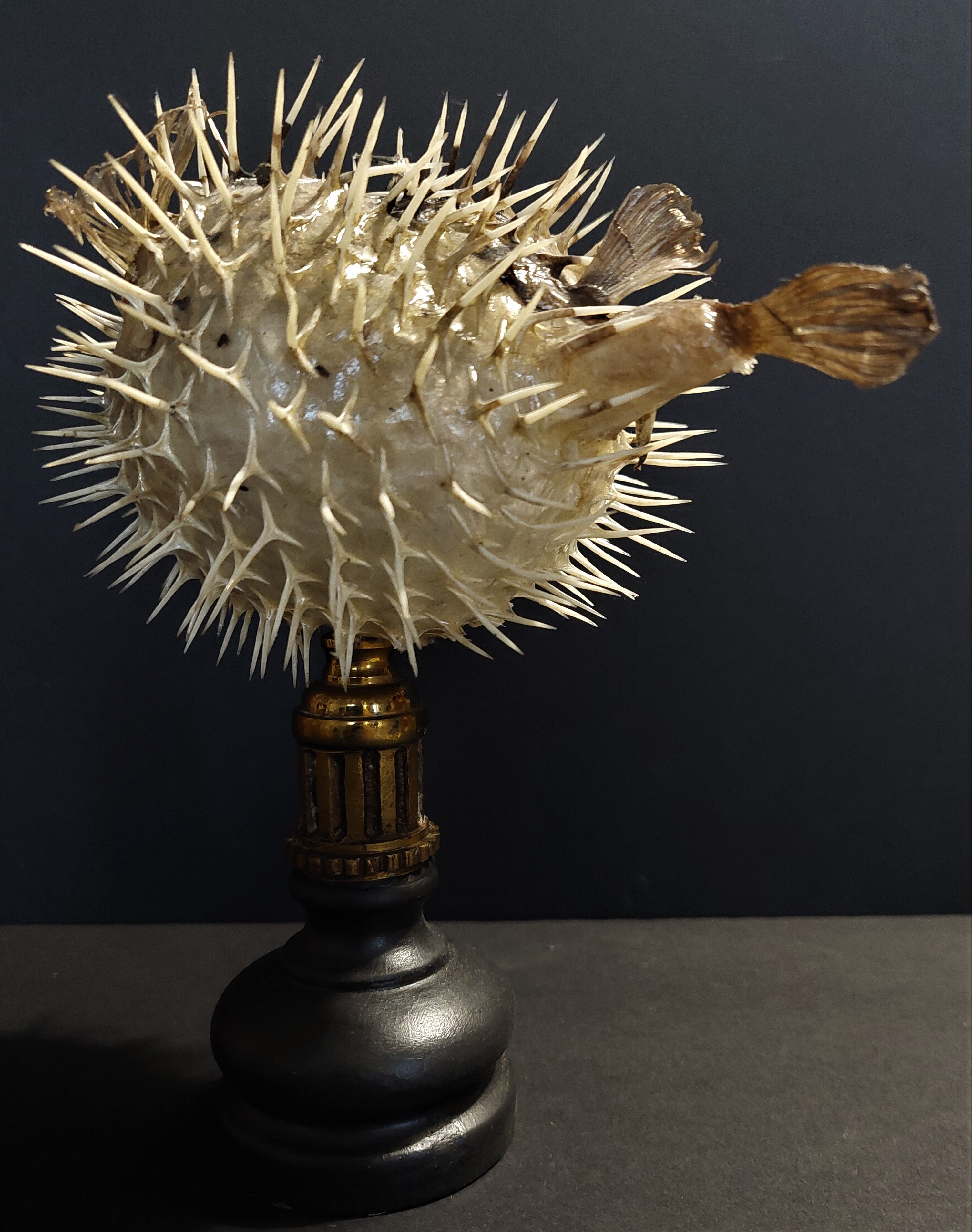 Cabinet of Curiosities naturalized fish diodon holocanthus on base