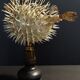 Cabinet of Curiosities naturalized fish diodon holocanthus on base