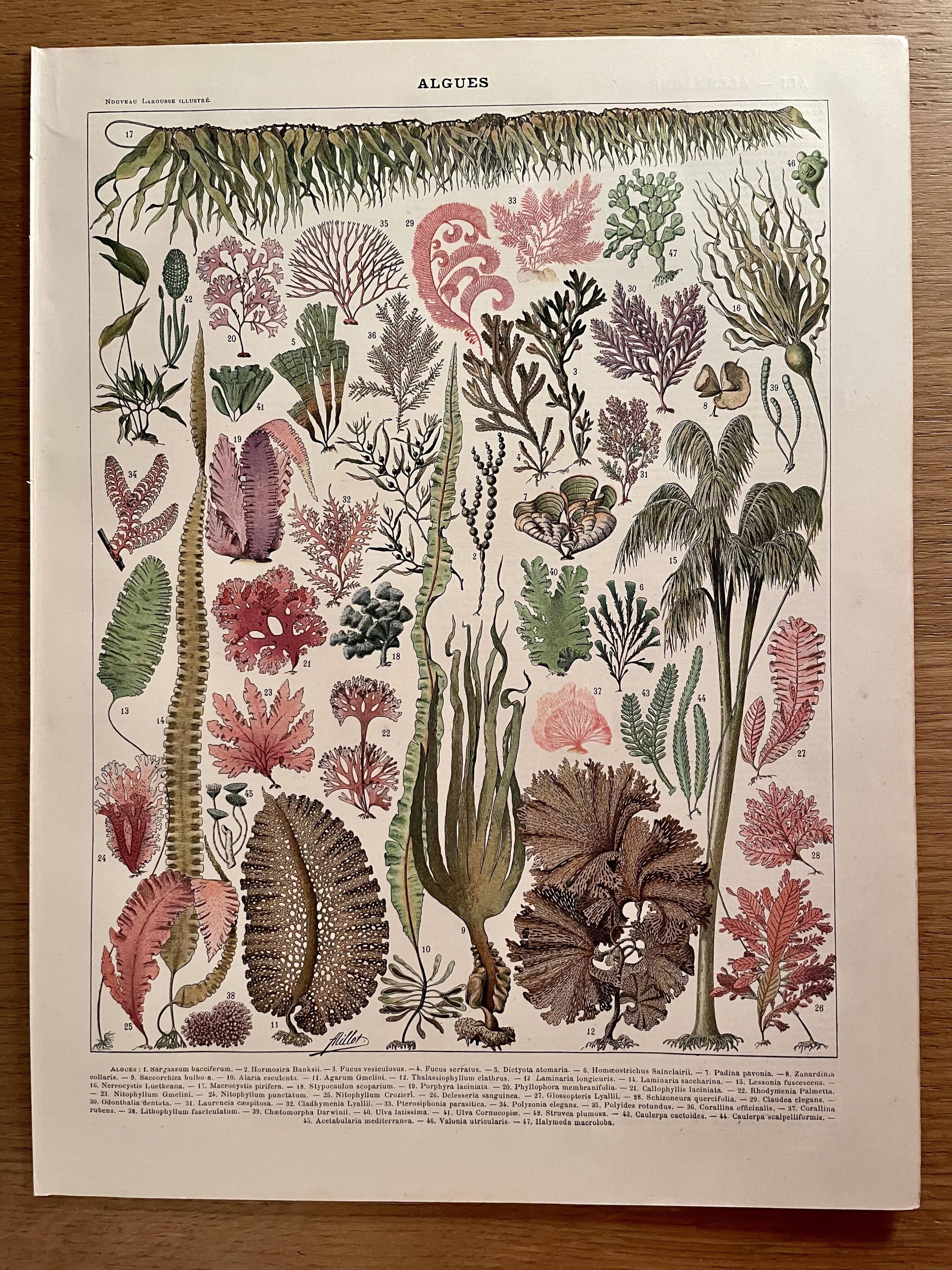 Lithograph on algae - 1900