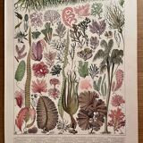 Lithograph on algae - 1900
