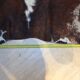 XxL vintage cow skin rug 1970