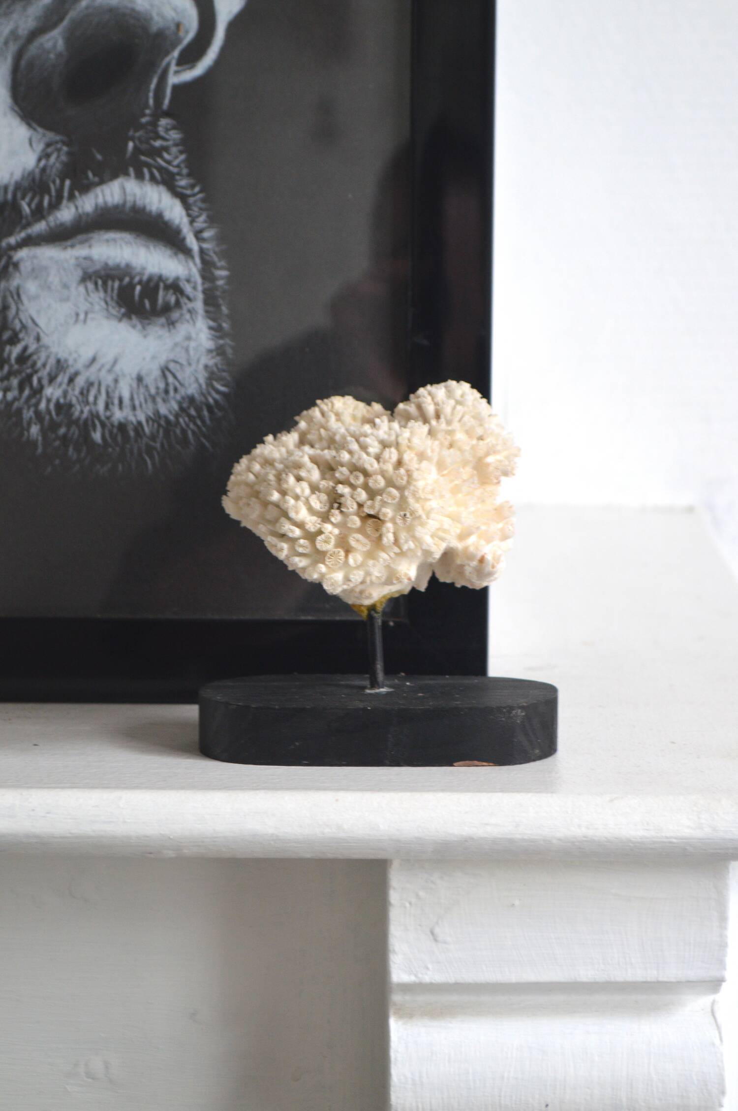 Corail blanc
