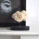Corail blanc