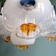 Mazzega chandelier in Murano glass and chrome-plated metal, 1970s