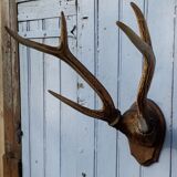 Slaughter of deer on coat of arms