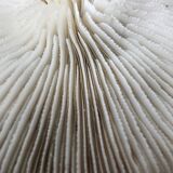 White Coral Fungia Scutaria
