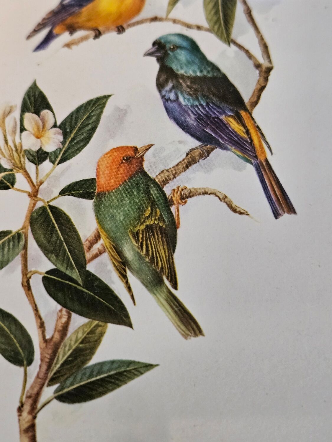 Lithograph Birds on a branch in gilded frame