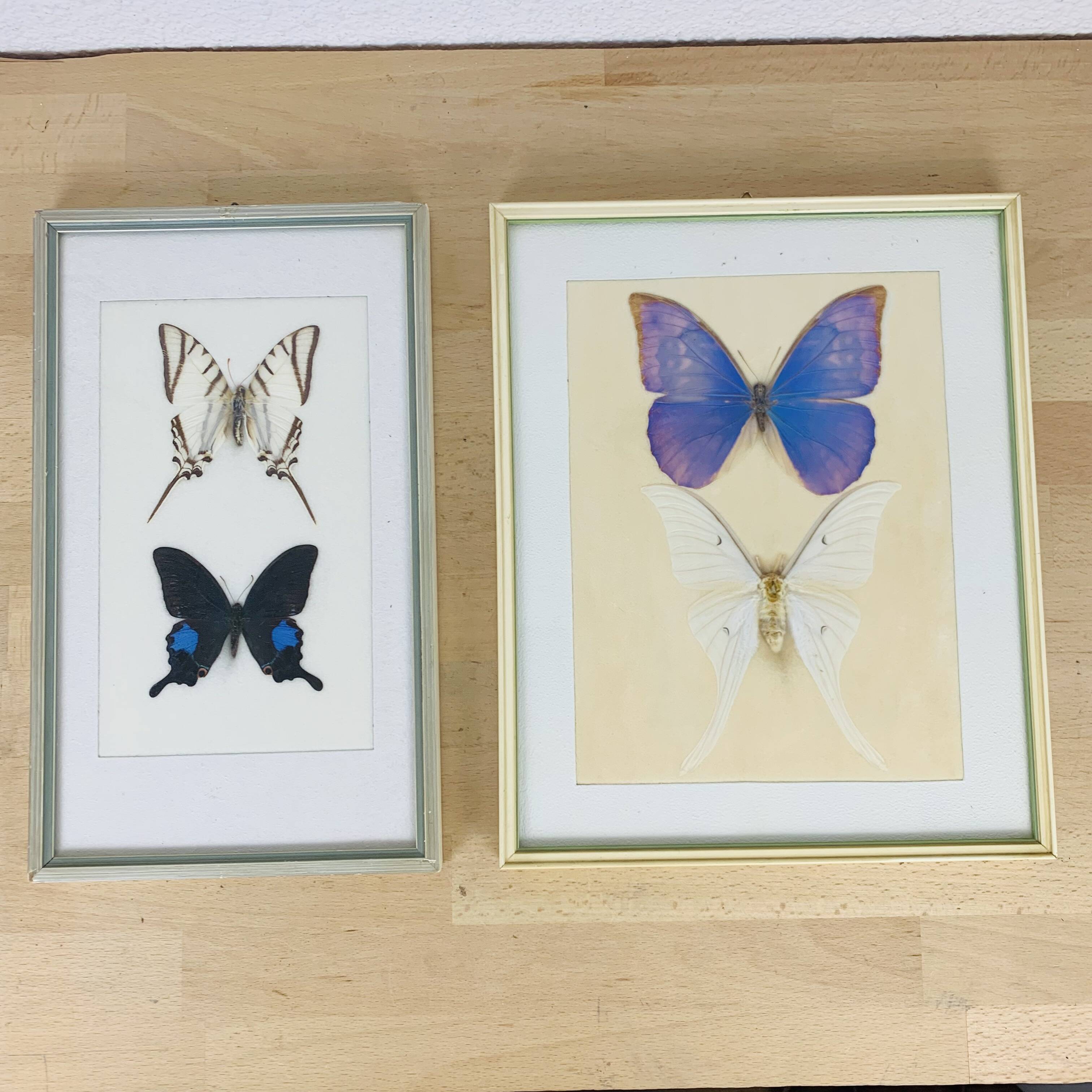 2 vintage naturalized butterfly frames