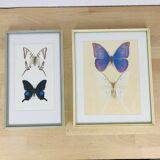 2 vintage naturalized butterfly frames