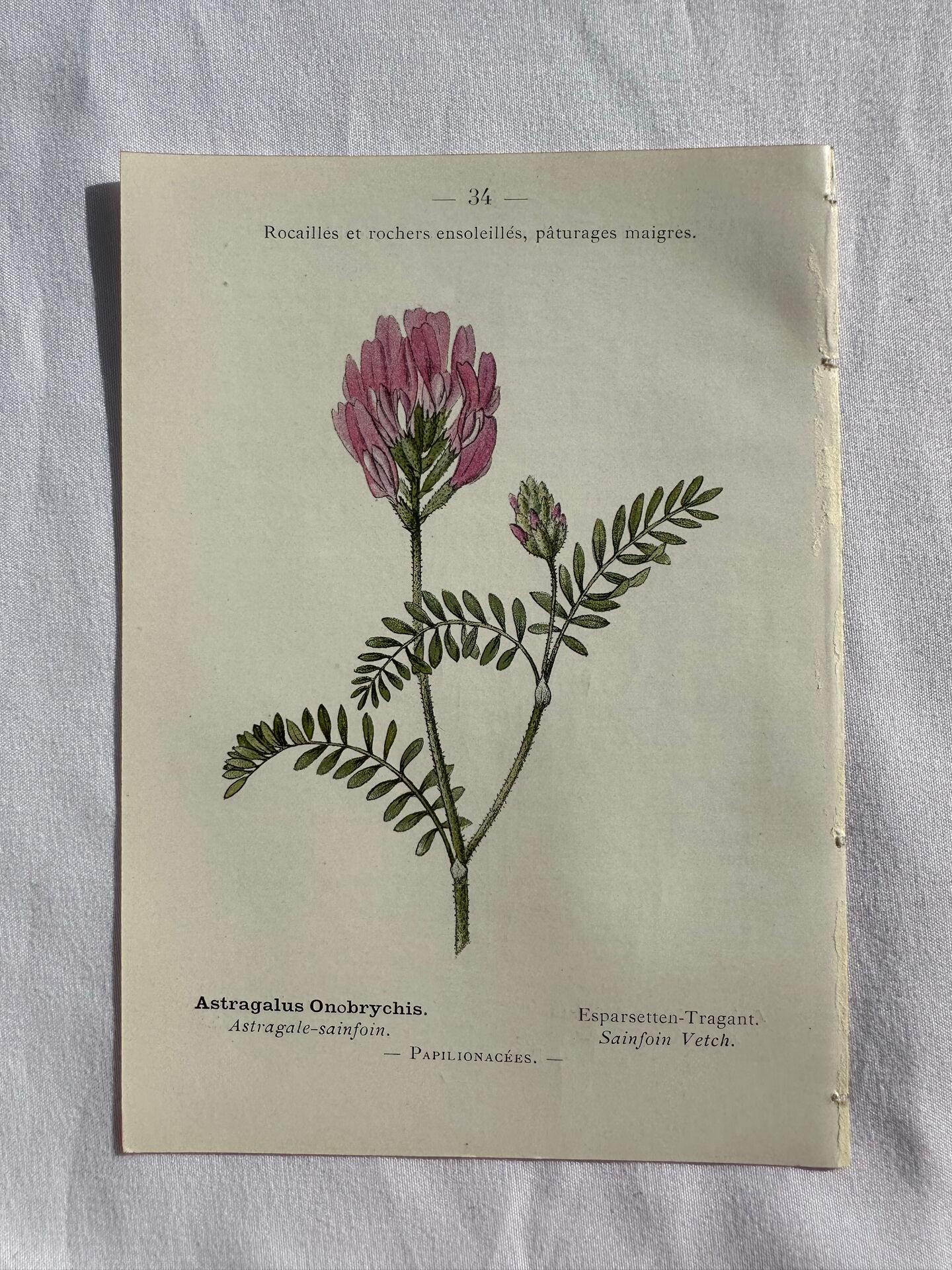 Planche Naturaliste – Gravure botanique ancienne 19eme  recto verso