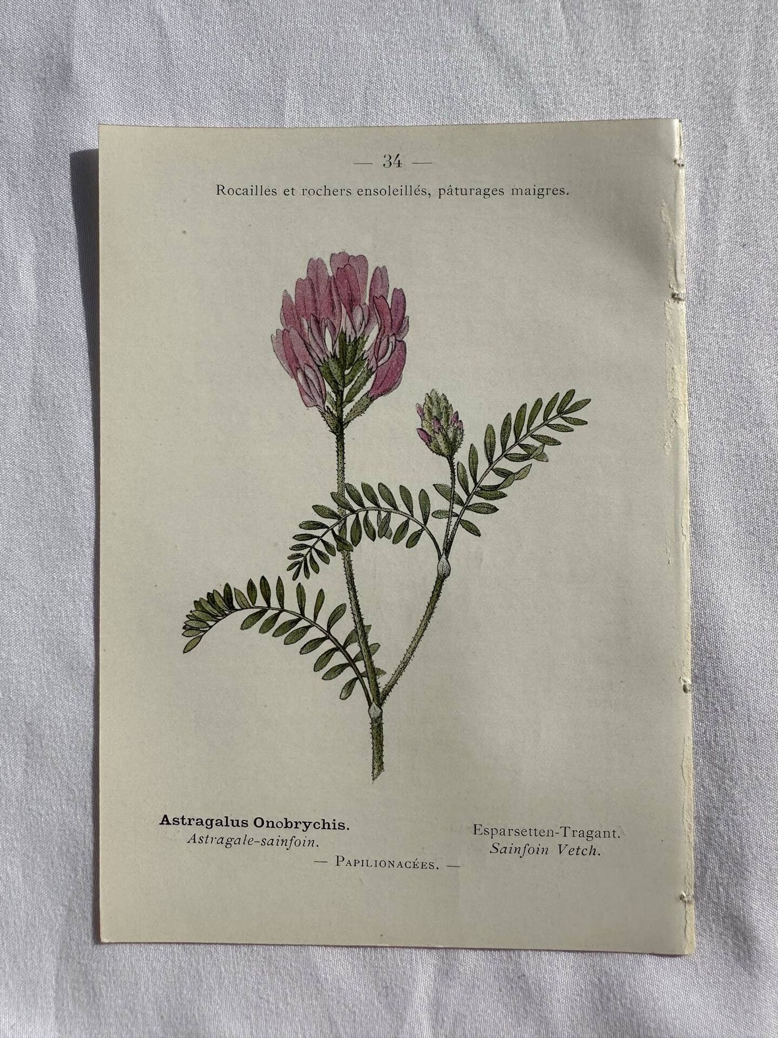Planche Naturaliste – Gravure botanique ancienne 19eme  recto verso