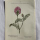 Planche Naturaliste – Gravure botanique ancienne 19eme  recto verso