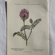 Planche Naturaliste – Gravure botanique ancienne 19eme  recto verso