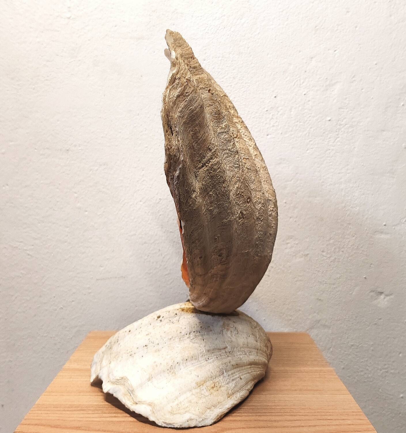 Clam shell lamp