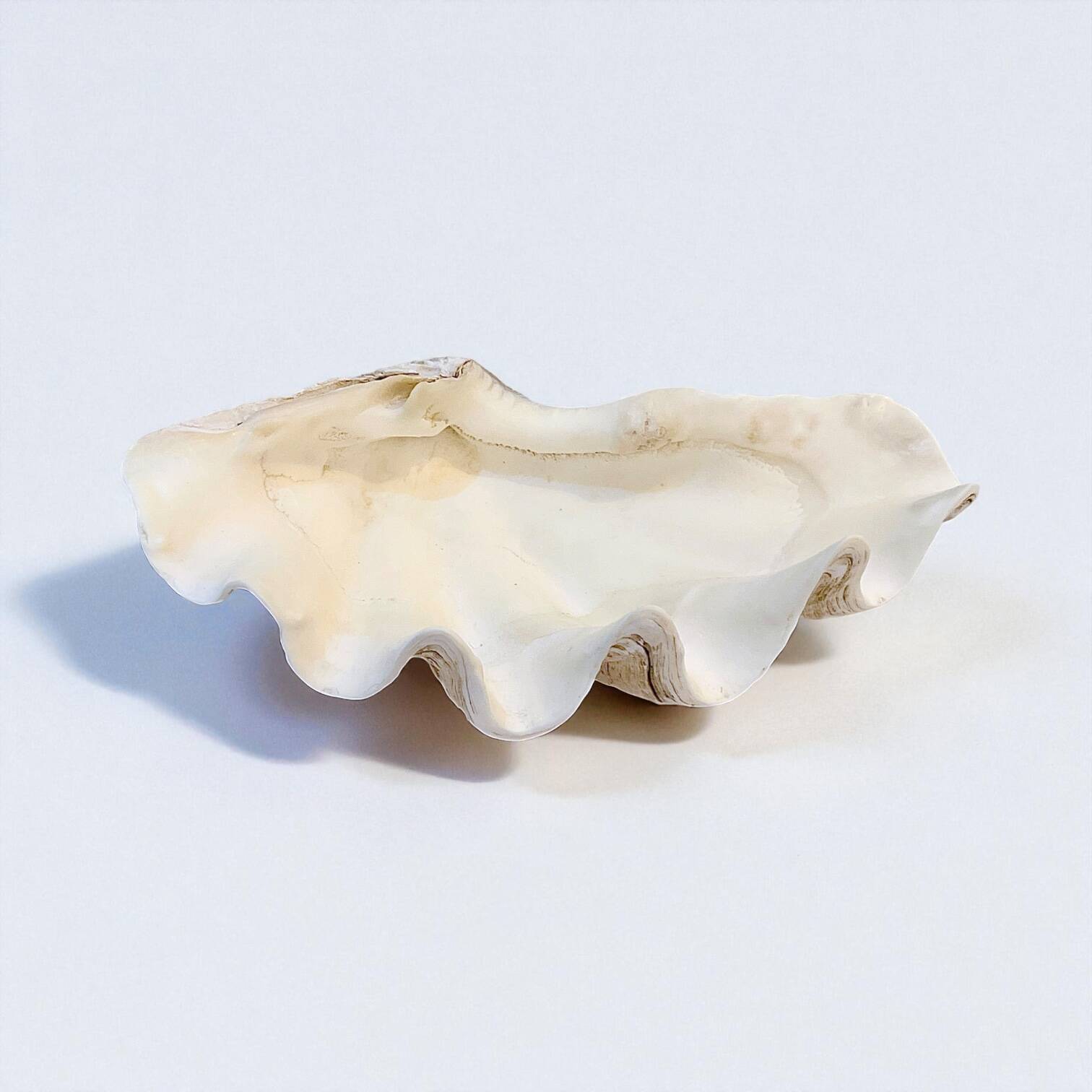 large natural Tridacna clam shell pocket emptier from the 70s