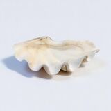 large natural Tridacna clam shell pocket emptier from the 70s