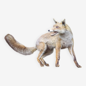 Taxidermy, stuffed fox, fox, hunting trophy, animal decoration, hunting animals, object of