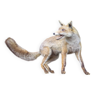 Taxidermy, stuffed fox, fox, hunting trophy, animal decoration, hunting animals, object of