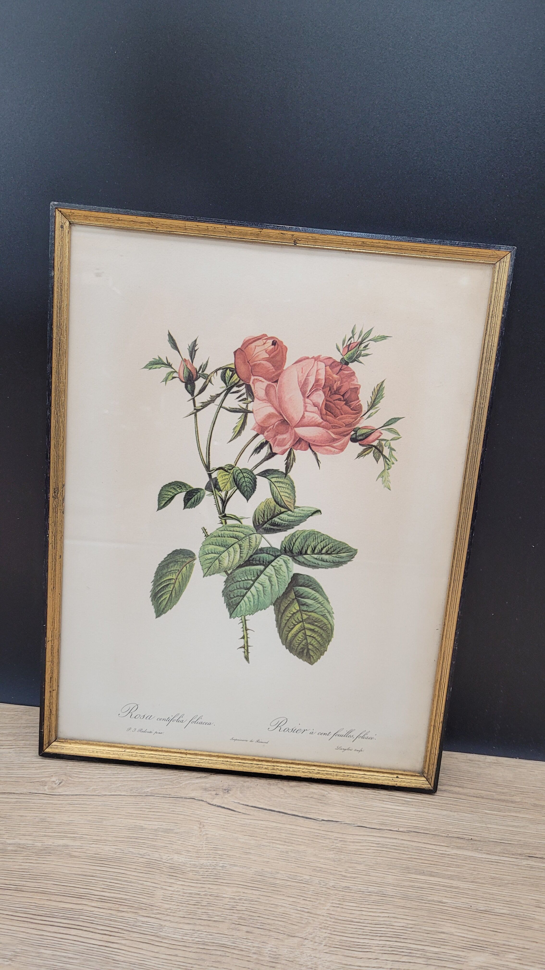 Litho Rose one hundred leafy leaves