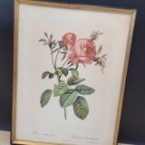 Litho Rose one hundred leafy leaves