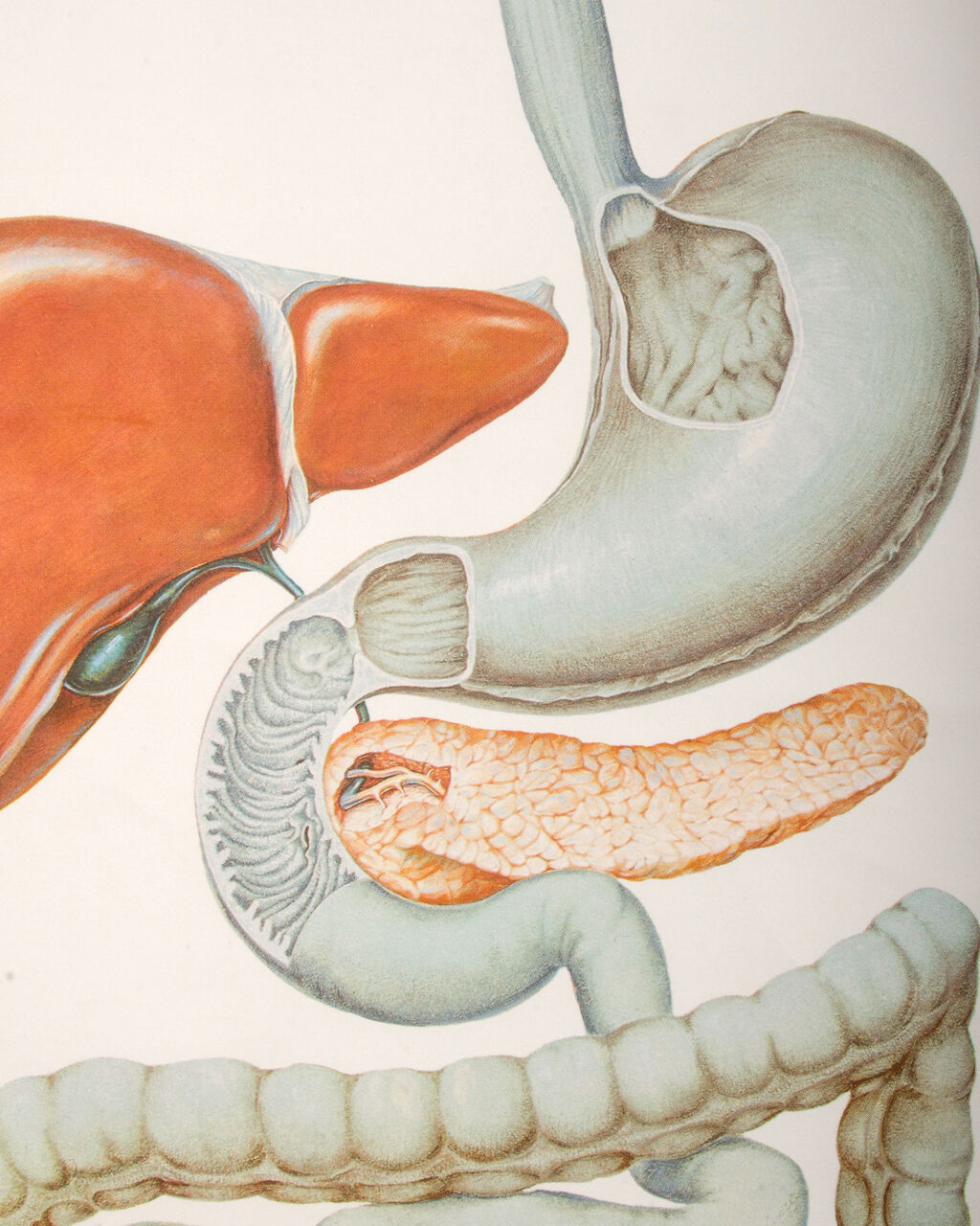 Anatomy Poster from the Deutsches Hygiene Museum Dresden, 1970s
