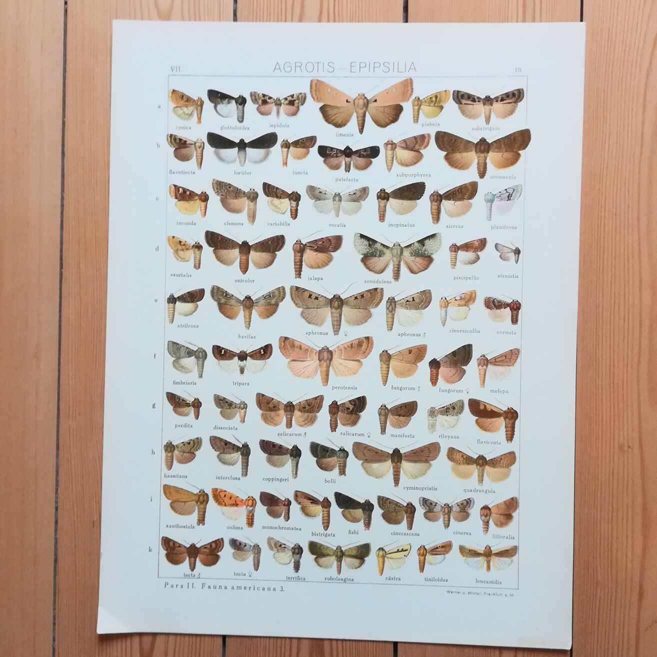 Engravings of lepidoptera lot of 3