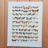 Engravings of lepidoptera lot of 3