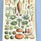 Planche vintage originale sur les légumes