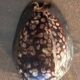 Lot of 8 old collectible shells - cabinet of curiosity