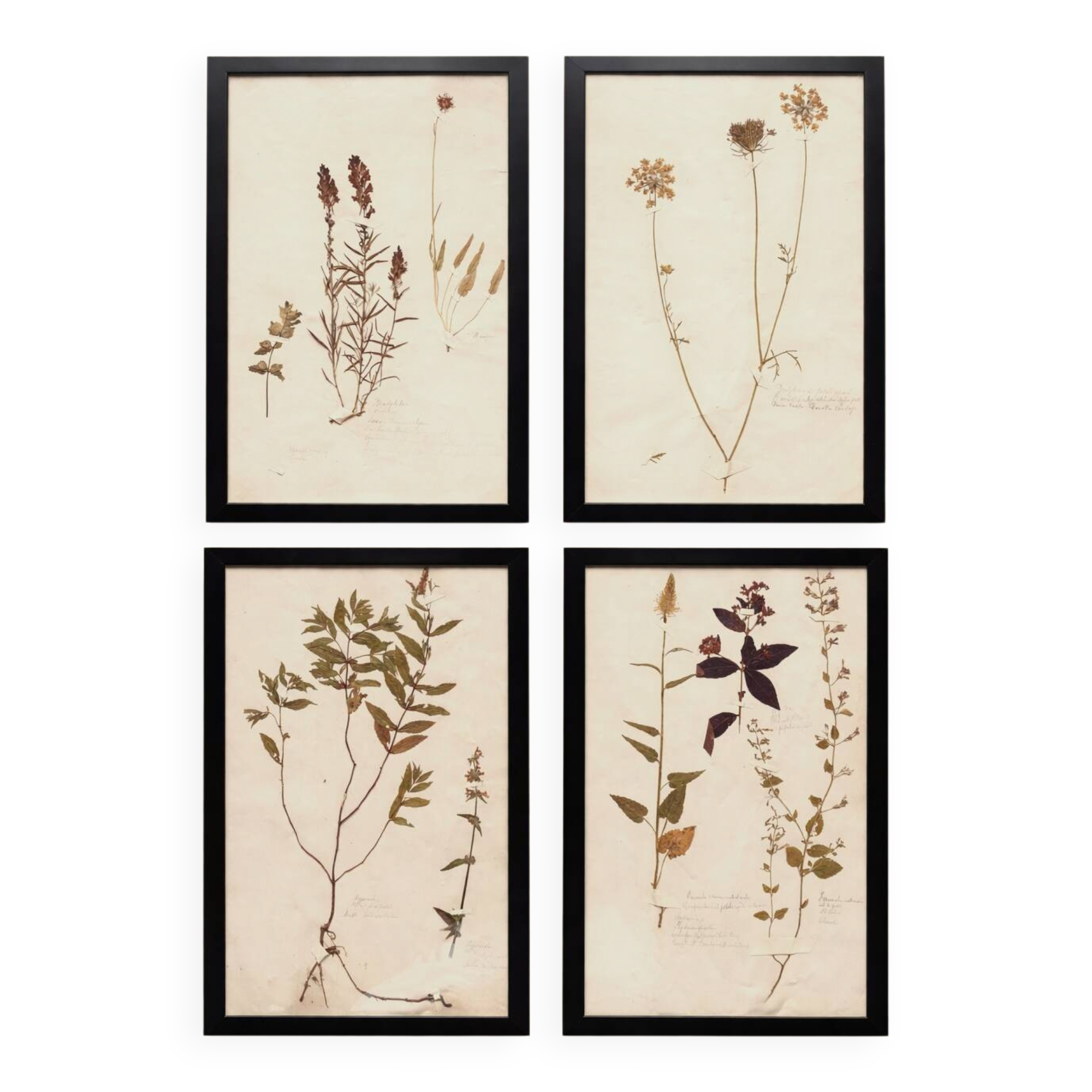 Herbiers anciens encadrés, lot de 4