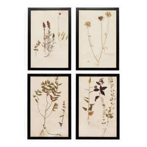 Herbiers anciens encadrés,