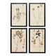 Herbiers anciens encadrés, lot de 4