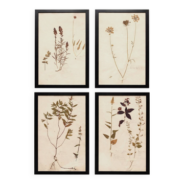 Framed old herbariums, set of 4