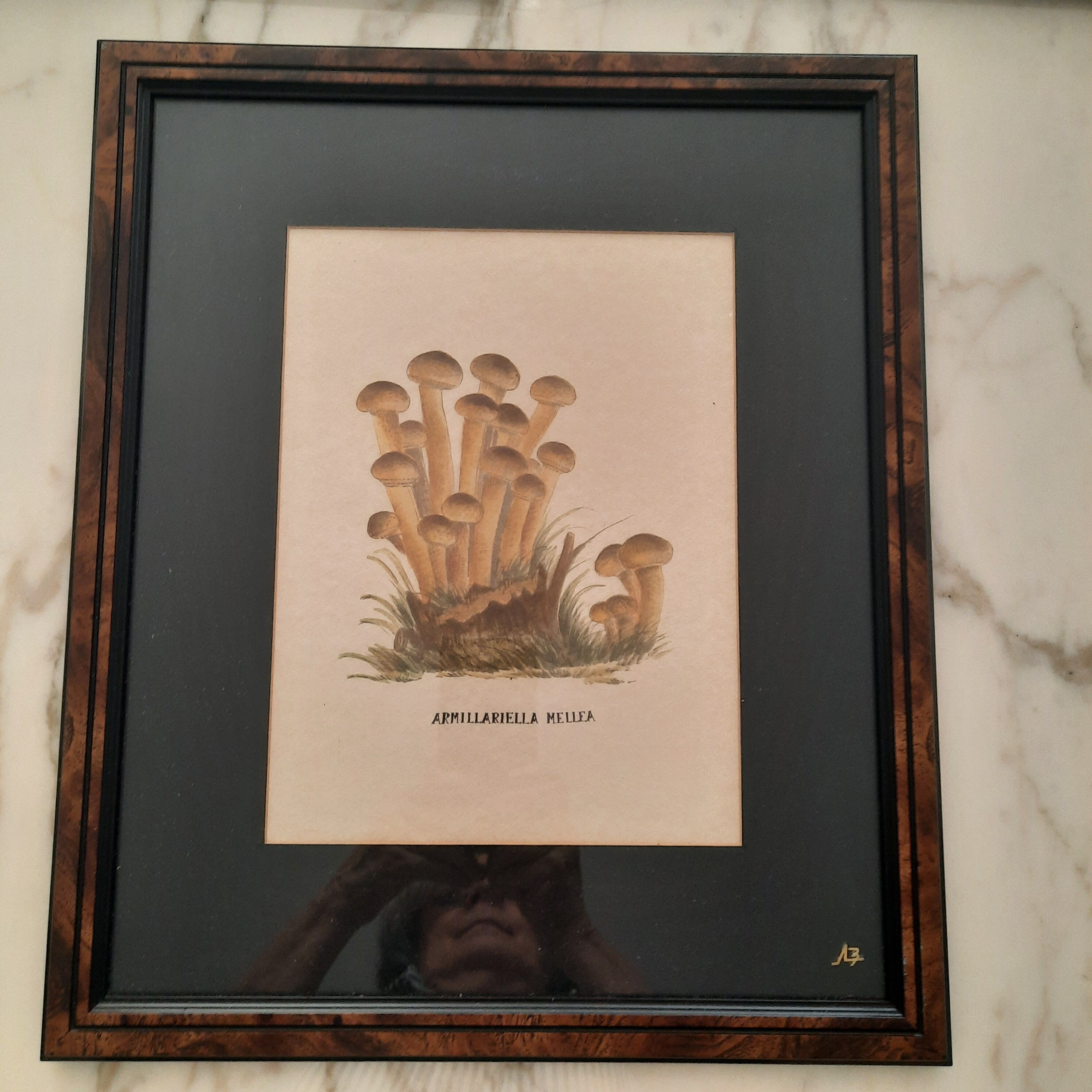 Series of 5 framed engravings