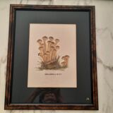 Série de 5 gravures encadrées