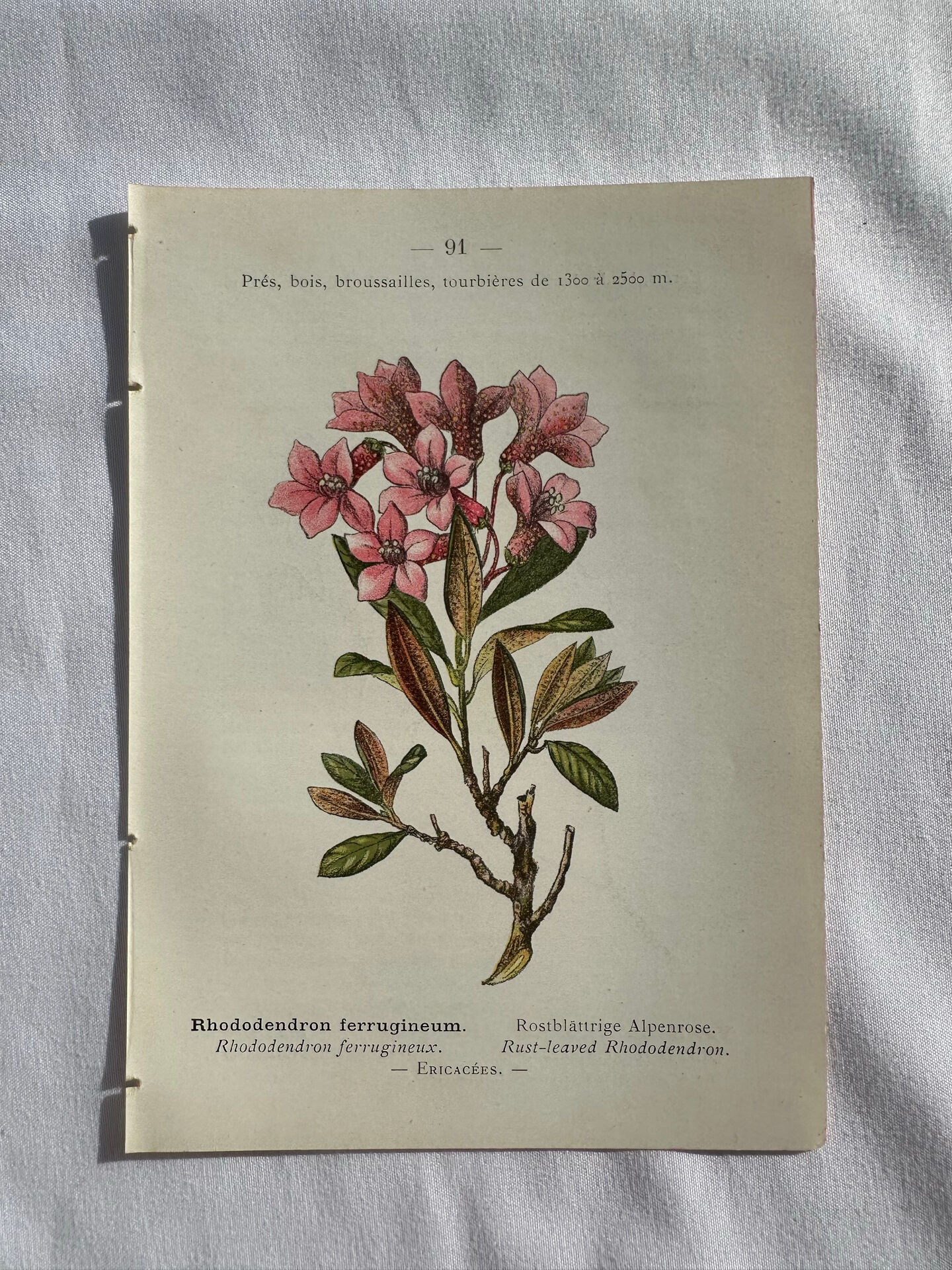 Naturalist Plate – 19th Century Botanical Engraving, Double-Sided